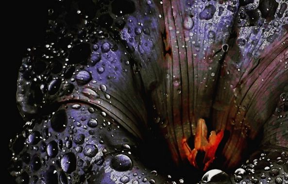 Veronique  Daniellou 